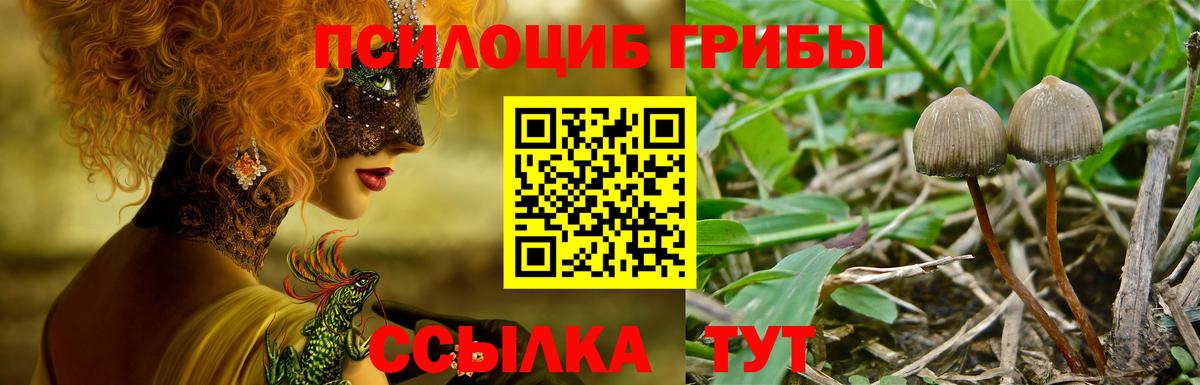 Галлюциногенные грибы Psilocybe Кудрово
